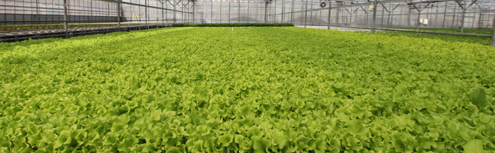 温室に広がる野菜