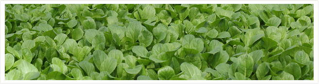 一面に広がる野菜