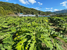 パパイヤ栽培